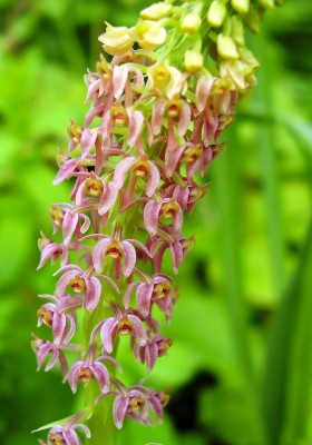 Dienia ophrydis (3).JPG