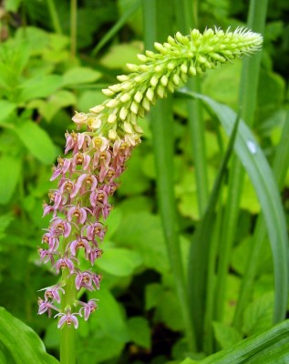 Dienia ophrydis (2).JPG