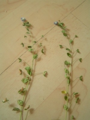 2010-06-01 Herbarium 020 (11).JPG