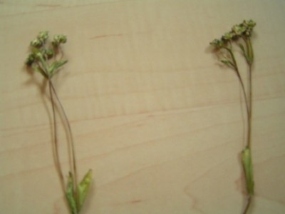 2010-06-01 Herbarium 020 (10).JPG