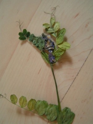 2010-06-01 Herbarium 020 (9).JPG