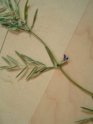 2010-06-01 Herbarium 020 (8).JPG