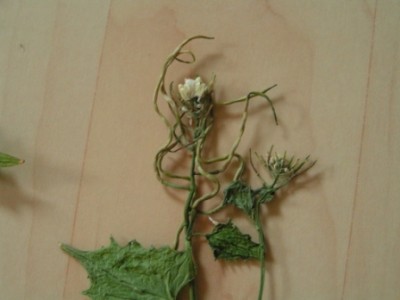 2010-06-01 Herbarium 020 (3).JPG