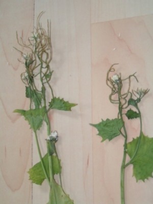 2010-06-01 Herbarium 020.JPG