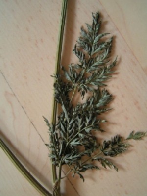 2010-06-01 Herbarium 020 (5).JPG