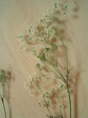 2010-06-01 Herbarium 020 (4).JPG