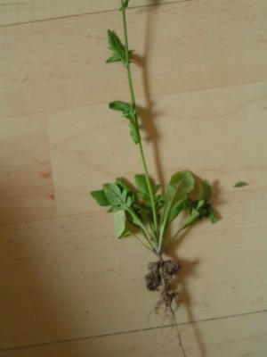 2010-06-01 Herbarium 020 (19).JPG