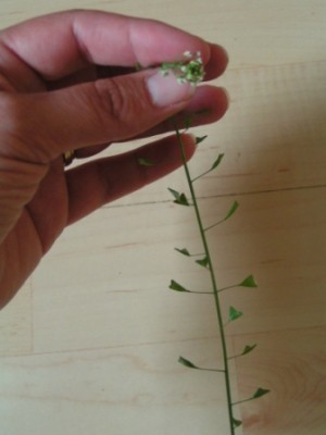 2010-06-01 Herbarium 020 (18).JPG