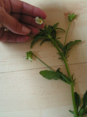 2010-06-01 Herbarium 020 (17).JPG