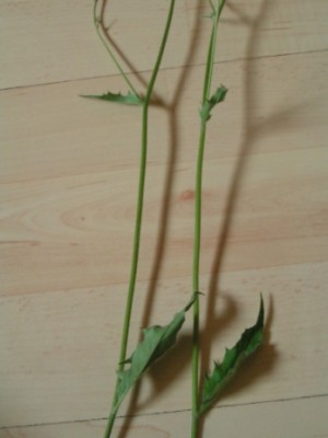 2010-06-01 Herbarium 020 (16).JPG