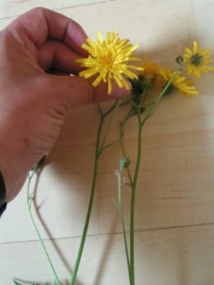 2010-06-01 Herbarium 020 (15).JPG