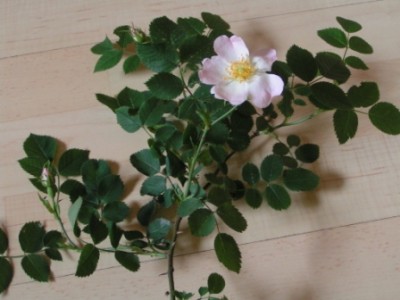 2010-06-01 Herbarium 020 (12).JPG