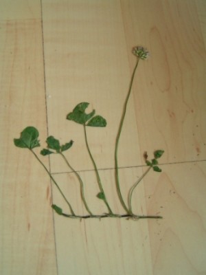 2010-06-01 Herbarium 020 (26).JPG