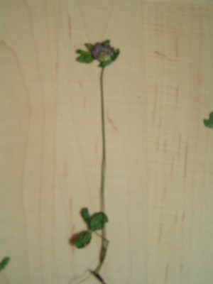 2010-06-01 Herbarium 020 (25).JPG