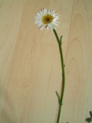 2010-06-01 Herbarium 020 (24).JPG