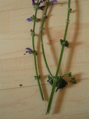 2010-06-01 Herbarium 020 (23).JPG