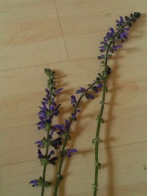 2010-06-01 Herbarium 020 (22).JPG