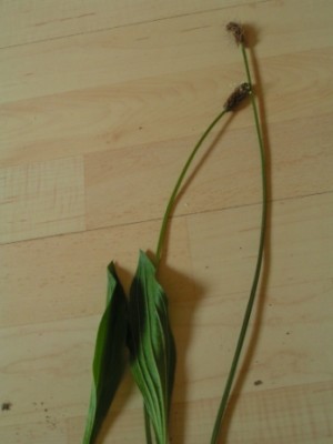 2010-06-01 Herbarium 020 (21).JPG