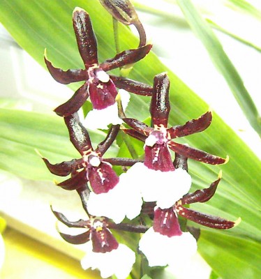 kleinblütige Schönheit-2.JPG