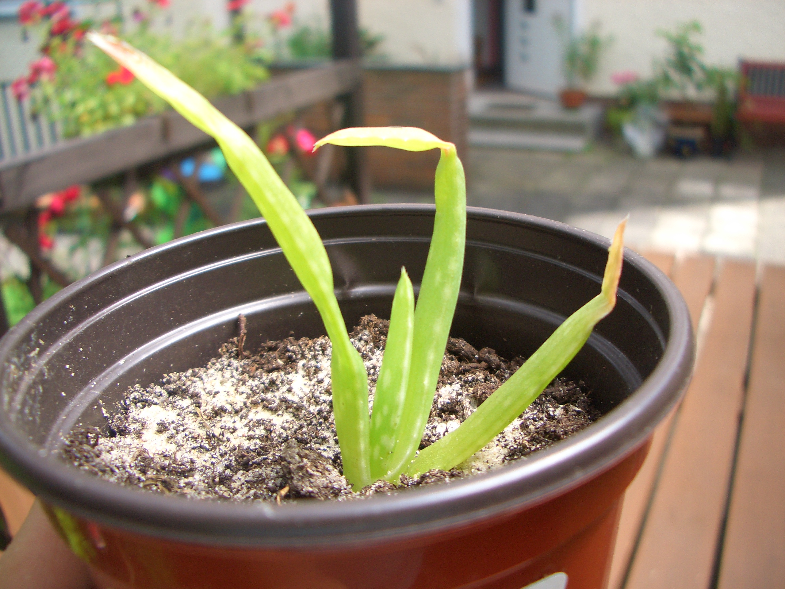 Aloe wirklich noch zu retten?  Pflanzenkrankheiten & Schdlinge  GREEN24  Pflanzen & Garten Forum