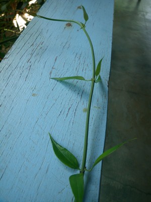jasminum-nitidum.jpg