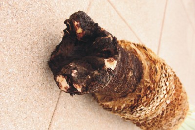 Dracaena2.jpg