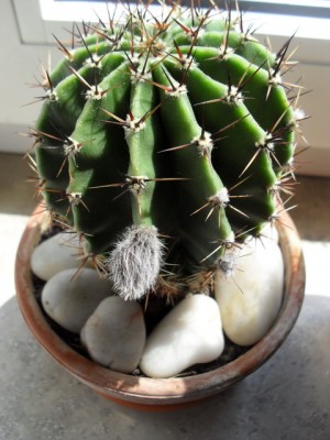 SDC13777_Bildgröße ändern.JPG