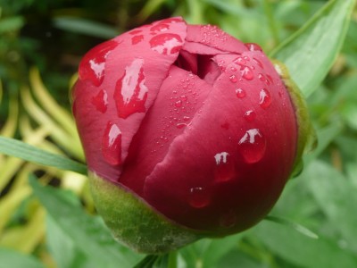 2010-06-02 124kl.jpg