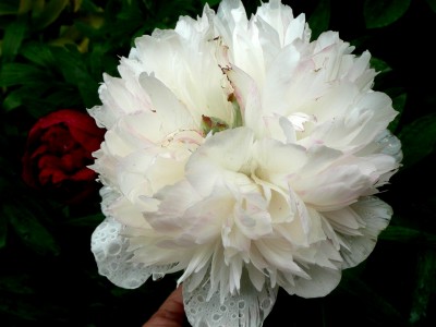 2010-06-02 122kl.jpg