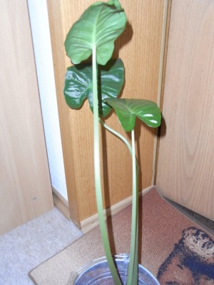 RIMG0303 (FILEminimizer).jpg