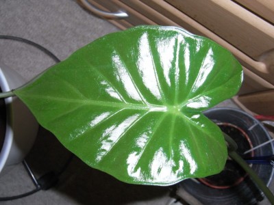 RIMG0302 (FILEminimizer).jpg