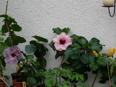 P1050986(1).JPG