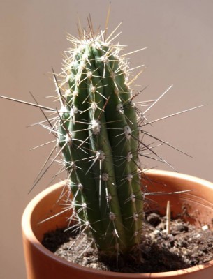 cereus.jpg