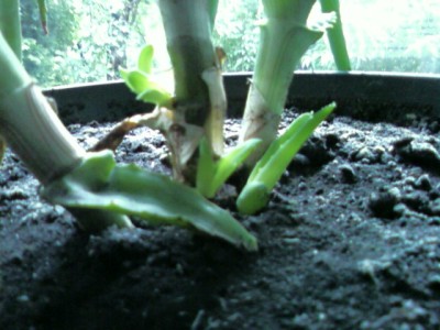 aloe04.jpg