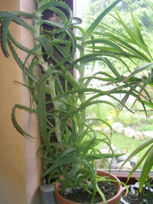 baumaloe 001.JPG
