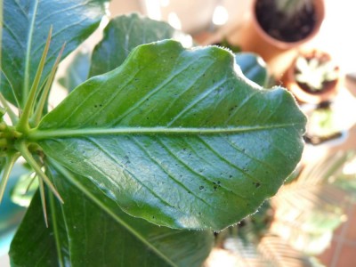 pachypodium.jpg