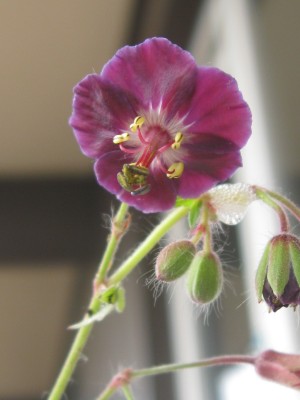 Geranium Samobor.jpg