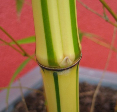 20100602_0001_2.JPG