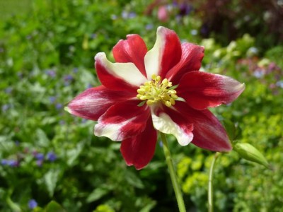 Aquilegia_hybrida_stellata_longspurred1-1.jpg