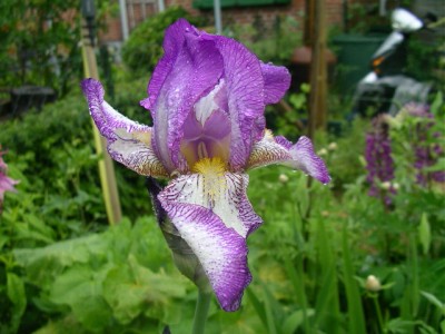 iris 001.JPG
