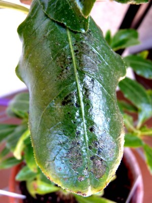 pachypodium2.jpg