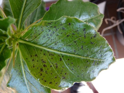 pachypodium1.jpg