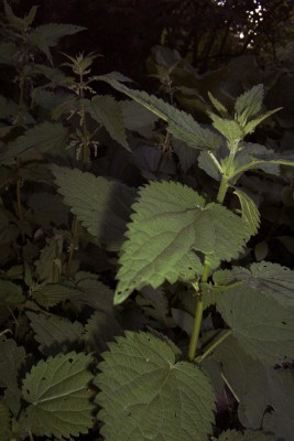 2010-06-03 - 034.jpg