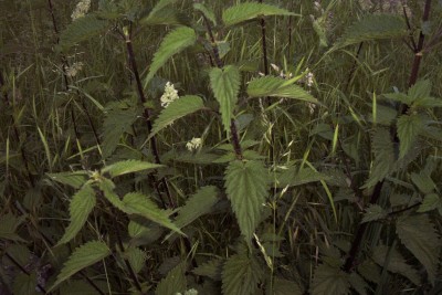 2010-06-03 - 026.jpg