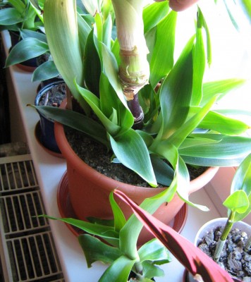 Calli Austrieb 2.jpg