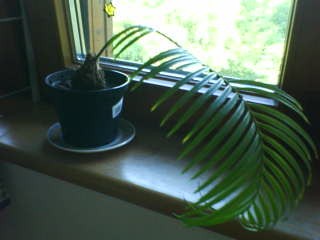 Cycas.JPG