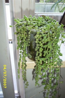 Miy Pictures0003.jpg