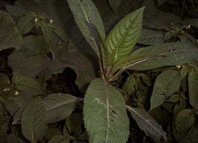 2010-06-03 - 031.jpg