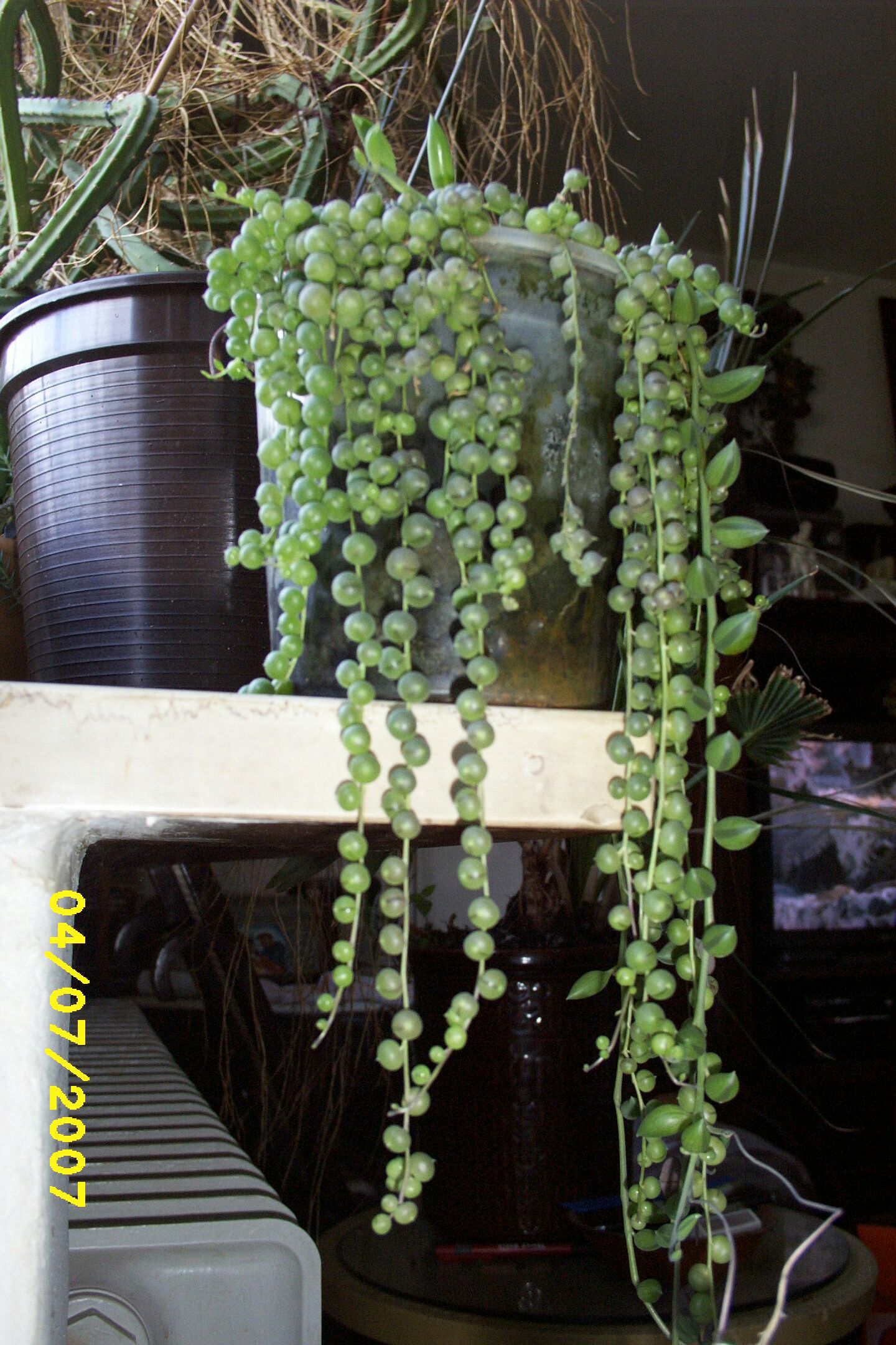 grüne Perlenschnur? Senecio ... · Pflanzenbestimmung & Pflanzensuche ·  GREEN24 Pflanzen & Garten Forum