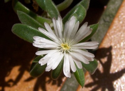 delosperma_1024_747.jpg